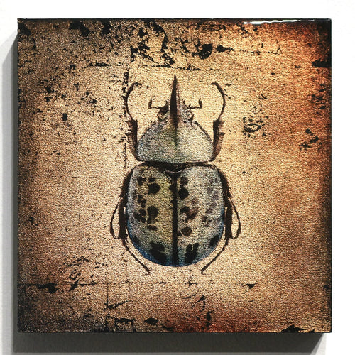 "Insecta Beetle VI"-Beverley Wolter-Renee Taylor Gallery