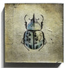 "Insecta Beetle XVI"-Beverley Wolter-Renee Taylor Gallery