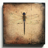 "Insecta Dragonfly IX"-Beverley Wolter-Renee Taylor Gallery