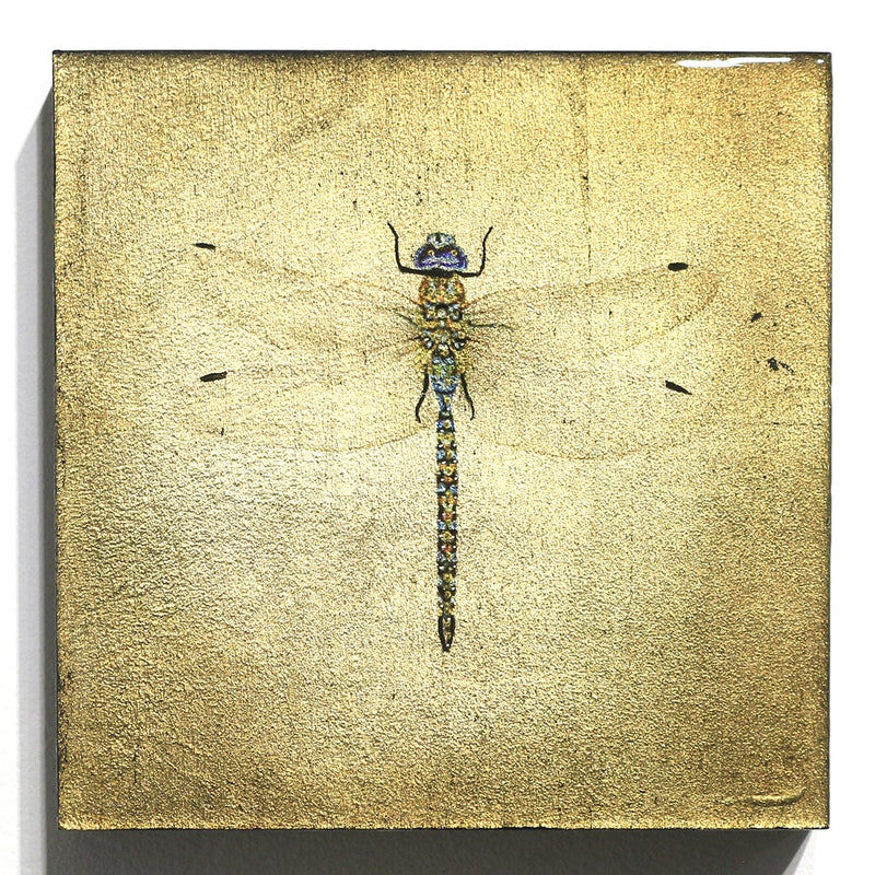 "Insecta Dragonfly VIII"-Beverley Wolter-Renee Taylor Gallery